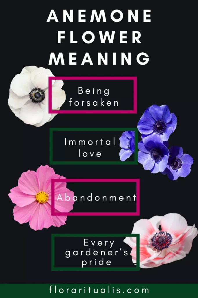 Anemone Flower Chart meaning