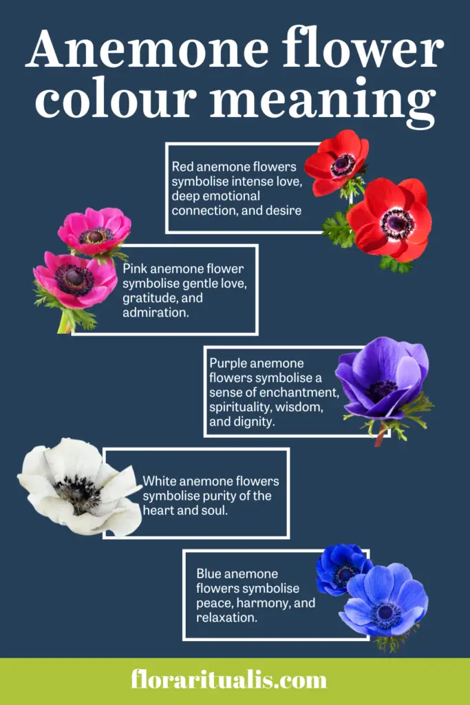 Anemone flower colour meaning