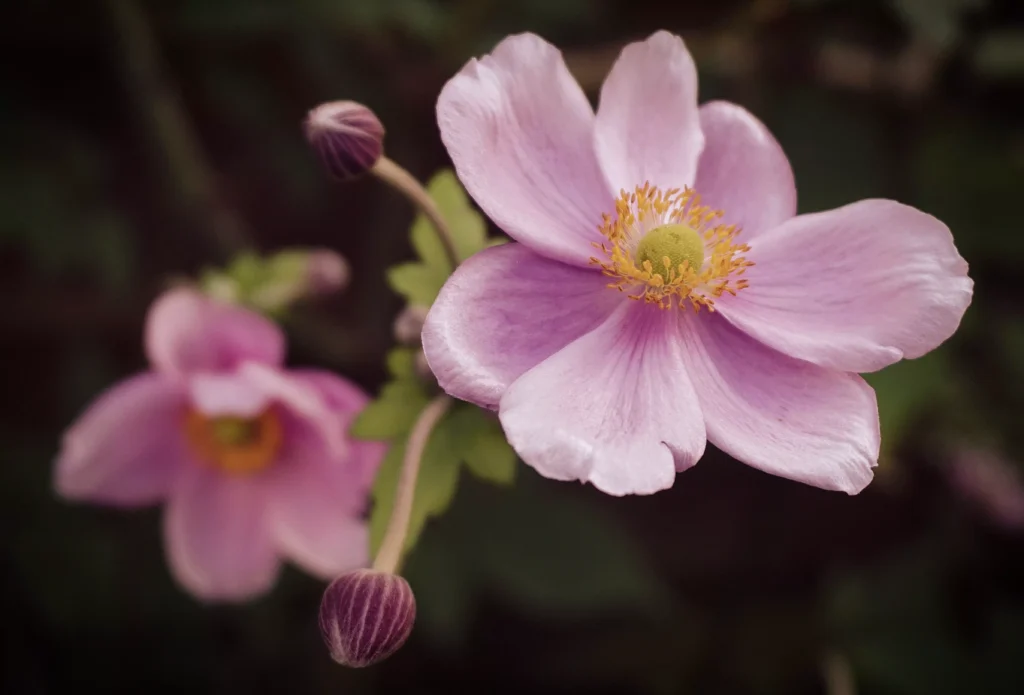 A picture of a Pink Anemone flower
