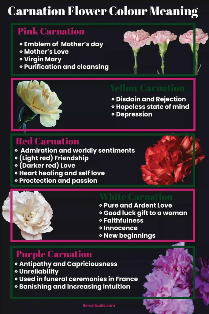 Carnation flower color meaning chart
