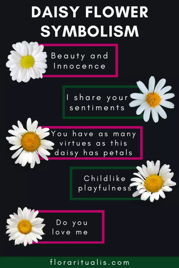 Daisy flower symbolism