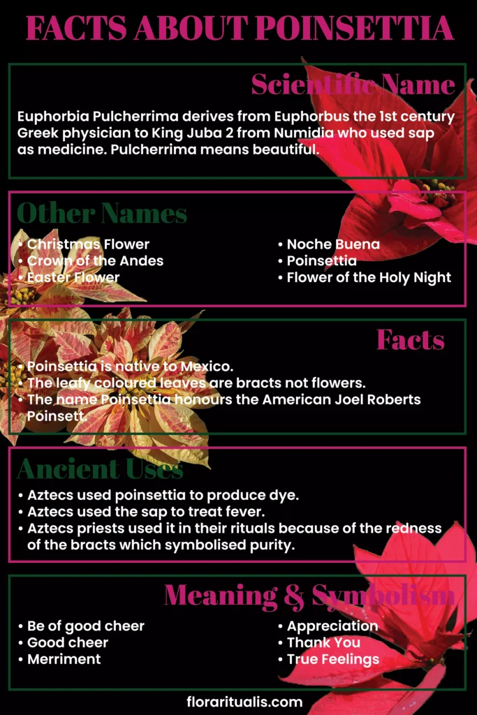 Poinsettia flower facts