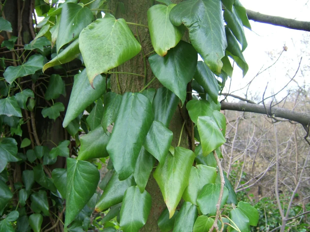 Hedera Helix plant meaning