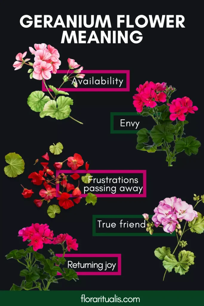 Geranium flower meaning