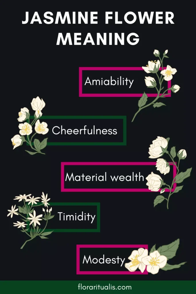Jasmine flower meaning