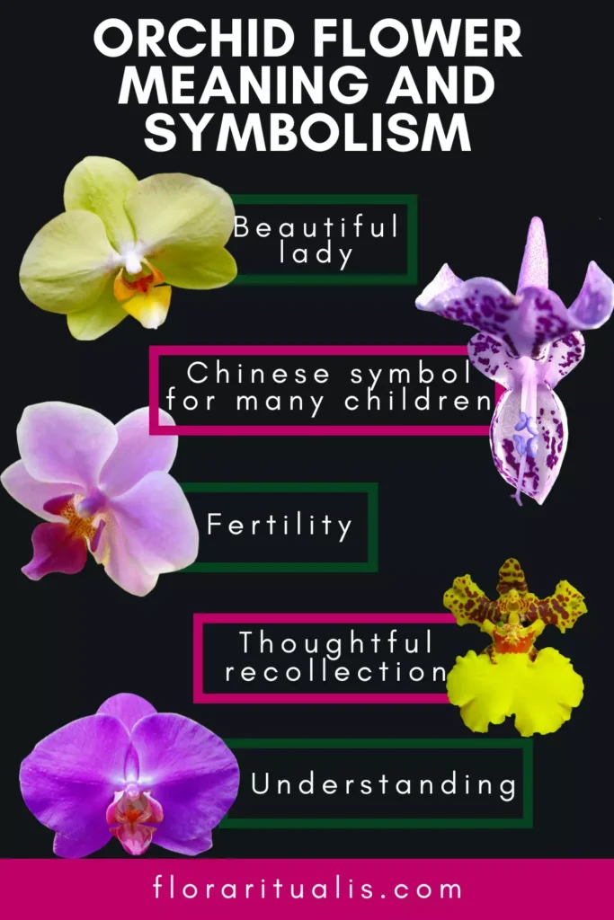 Orchid flower meaning and symbolism