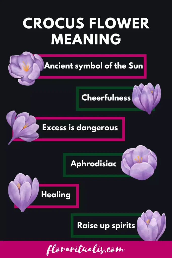 Crocus flower meaning