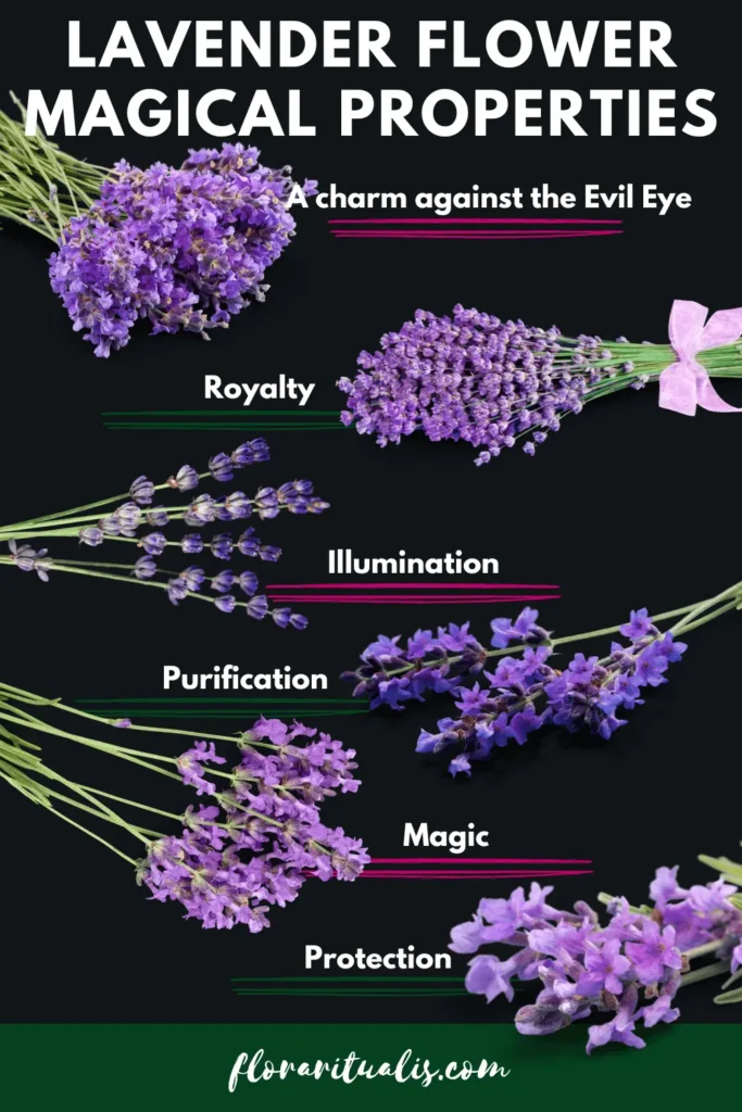 lavender Flower magical properties