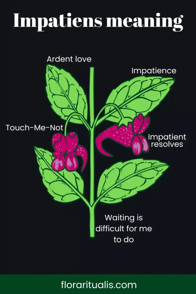 Impatiens flower meaning