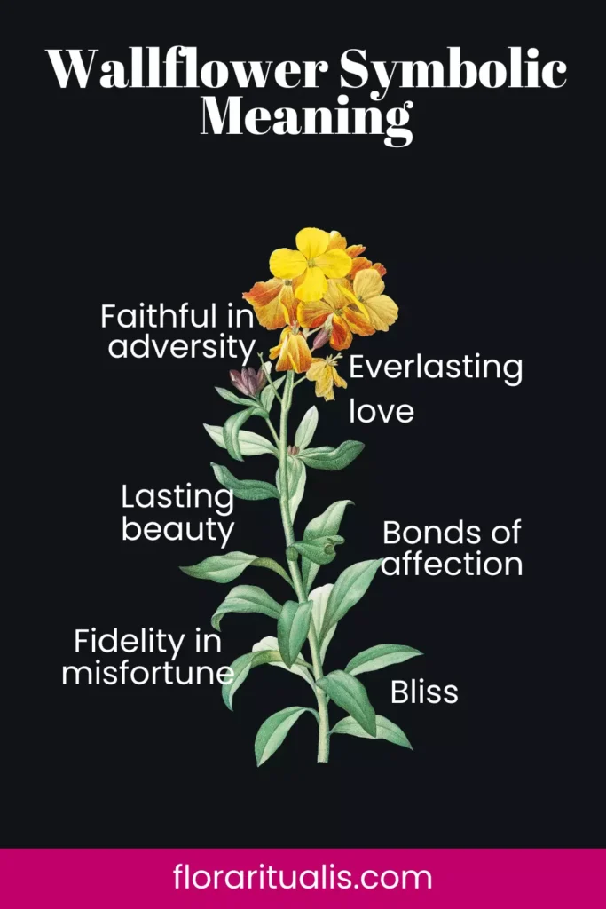 Wallflower plant Meaning