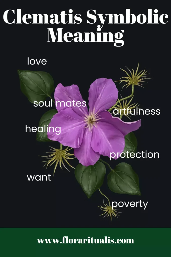 Clematis symbolic meaning