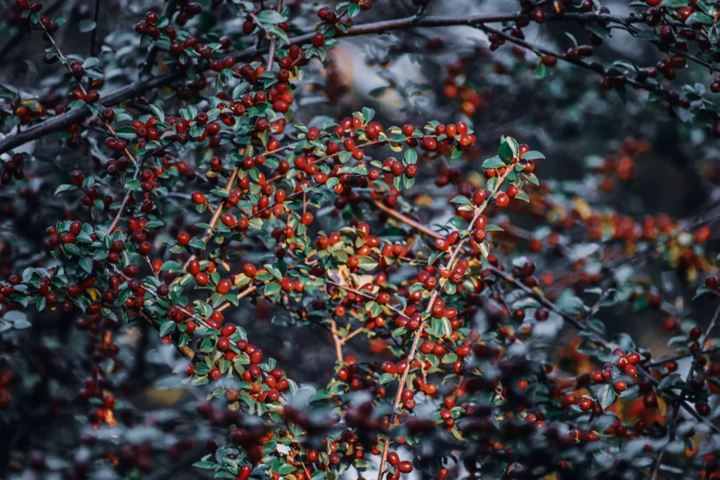 dogwood berries tree