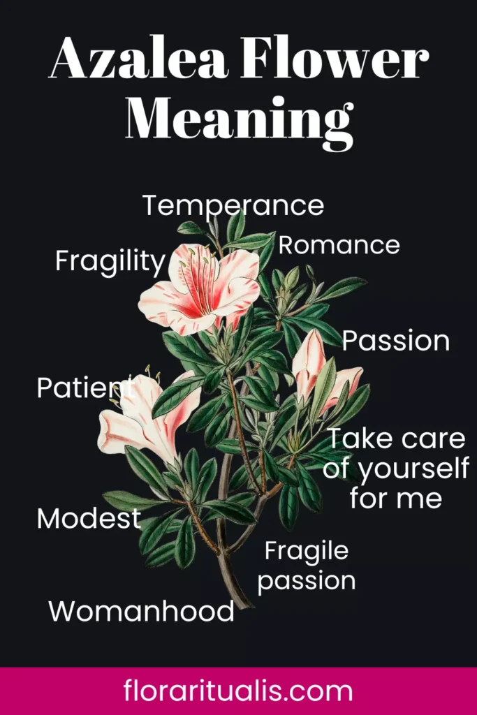 Azalea Flower Chart Meaning