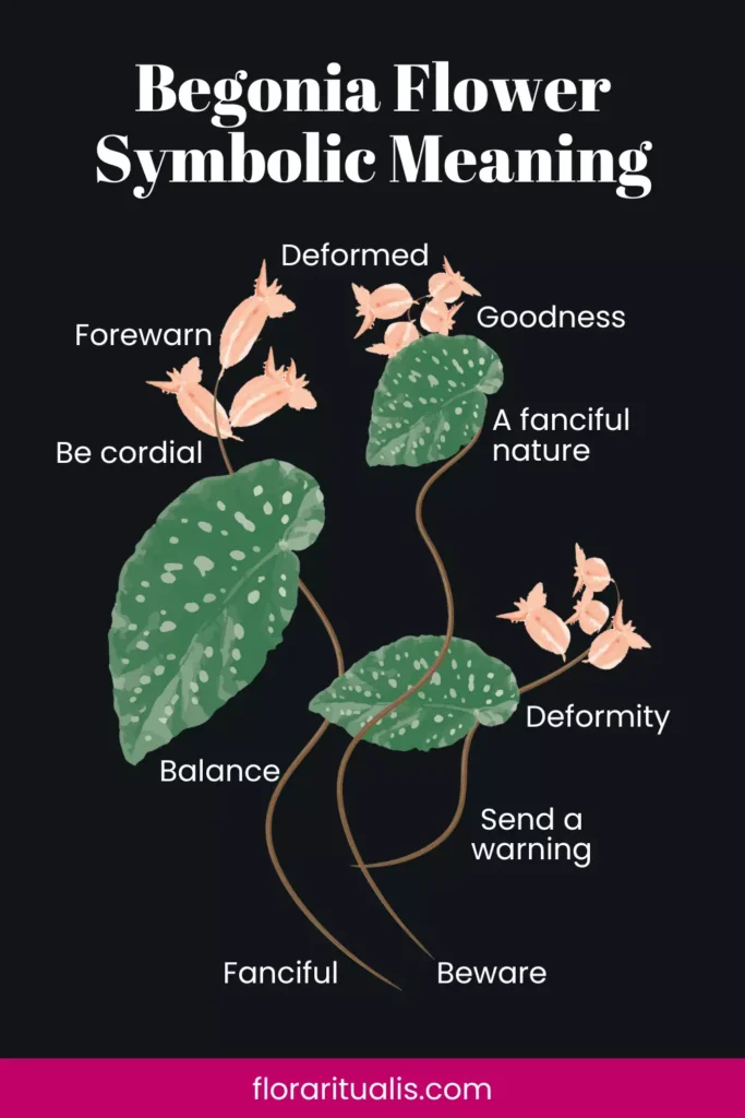 Begonia flower symbolic meaning