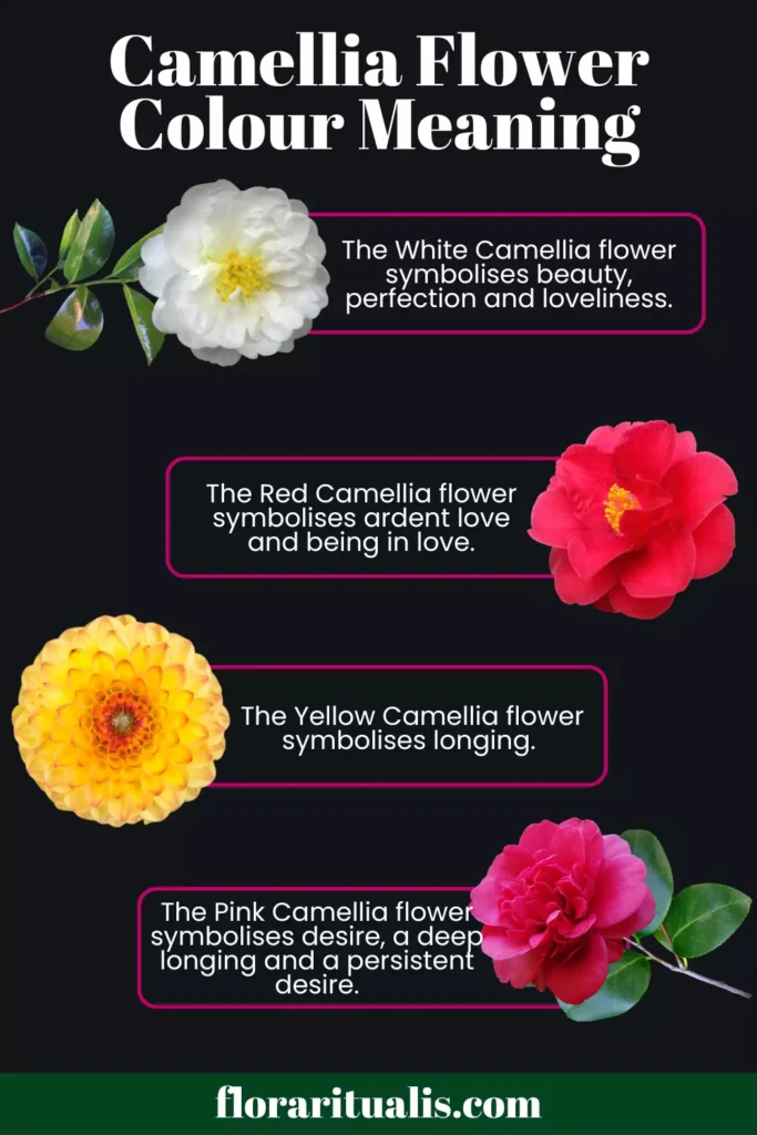 Camellia flower colour meaning