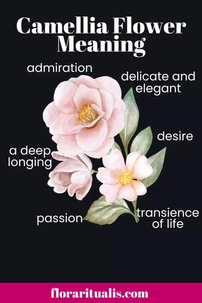 Camellia flower meaning