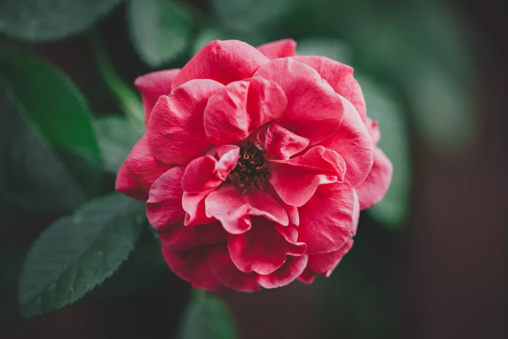 Camellia flower single