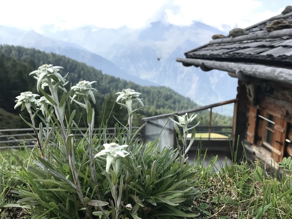 Edelweiss Flower in South Tyrol
