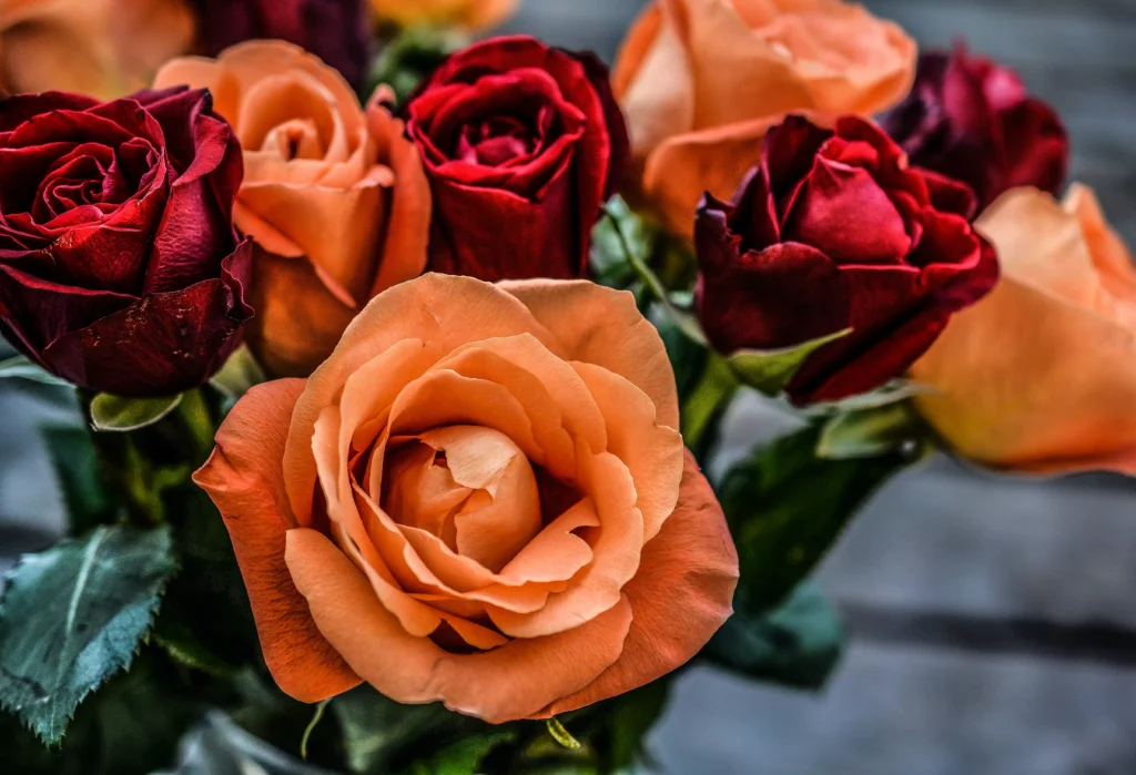 Orange and Red Roses