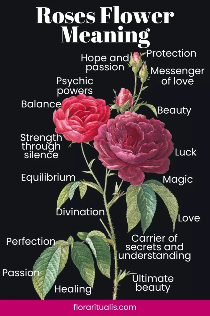 Rose flower meaning