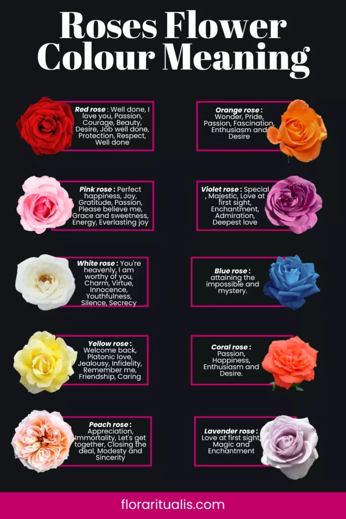 Roses flower colour meaning