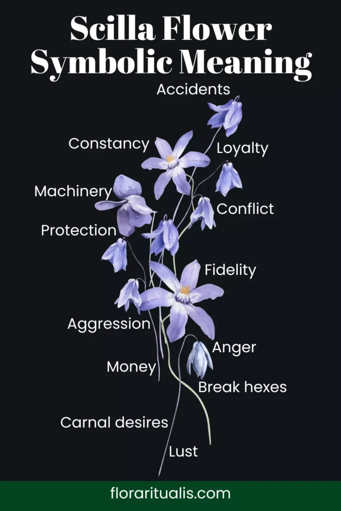 Scilla flower symbolic meaning