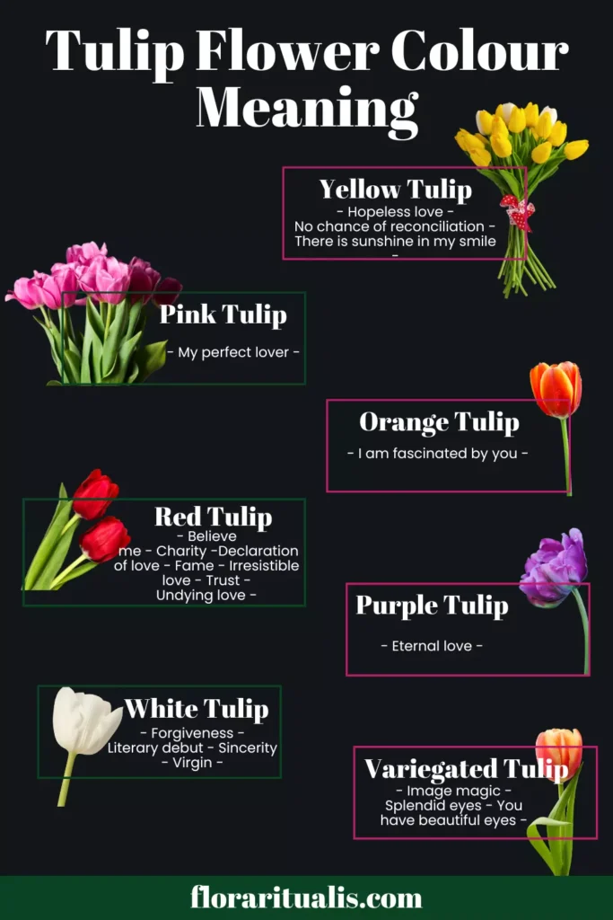 Tulip flower colour meaning