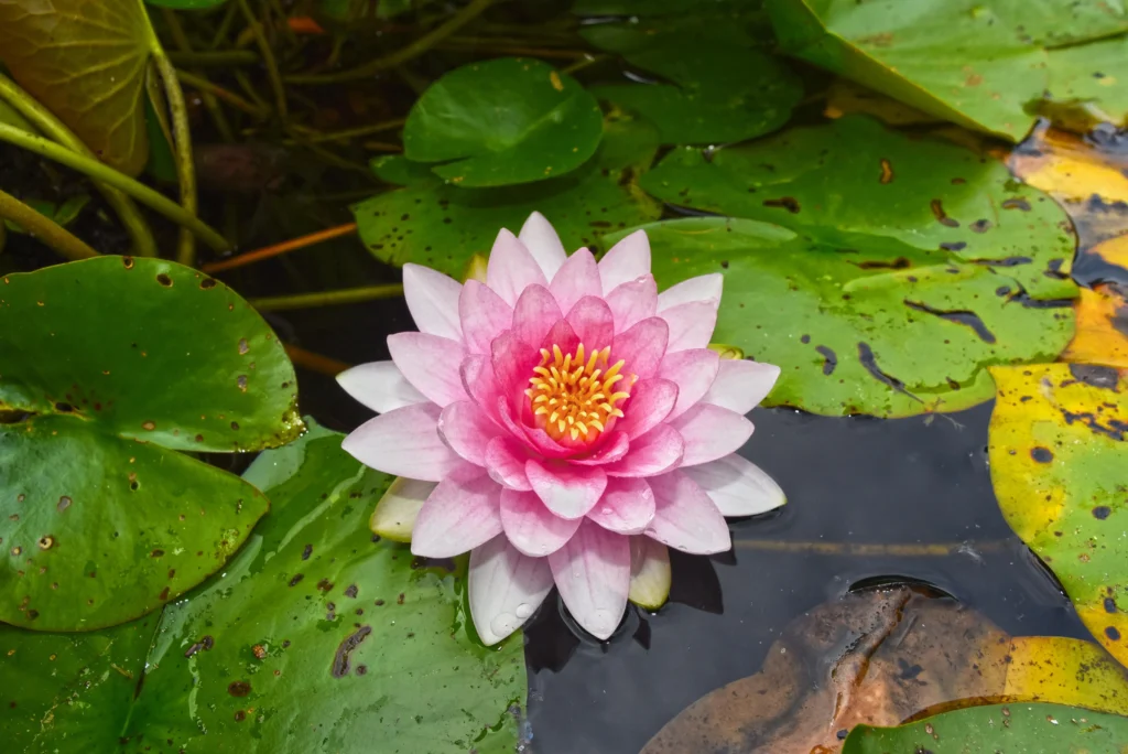 pink Water Lily