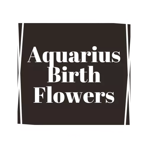 aquarius flower