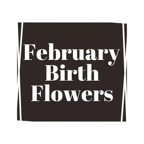 february birth flower