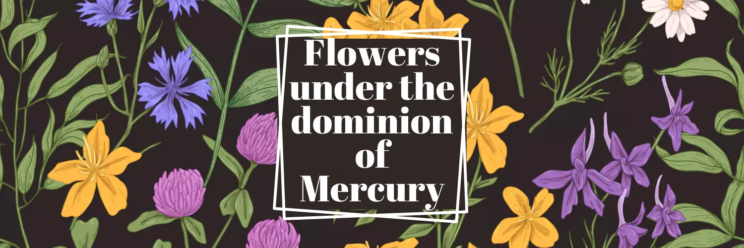 flower under the dominion of mercury