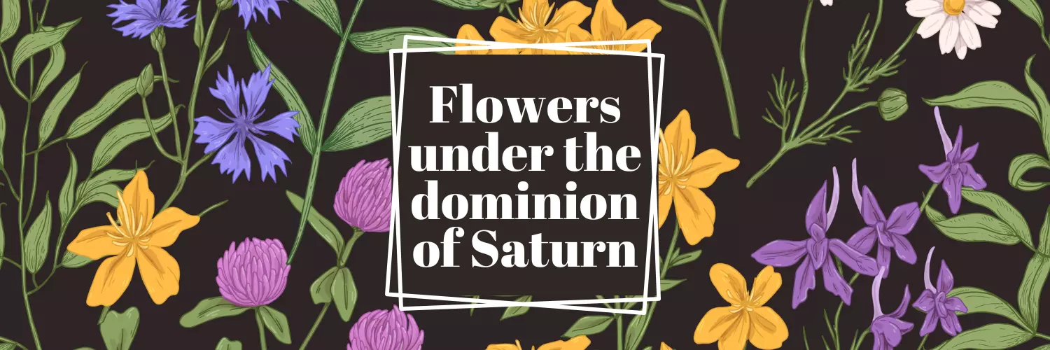 flower under the dominion of saturn