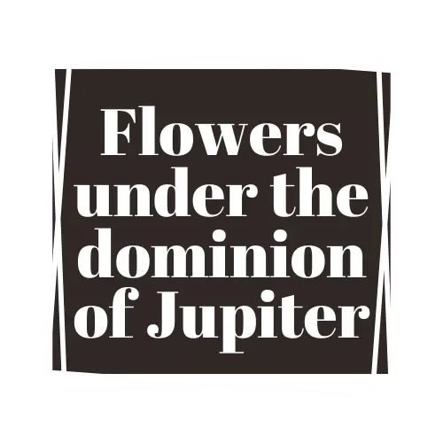 flowers under the dominion of jupiter