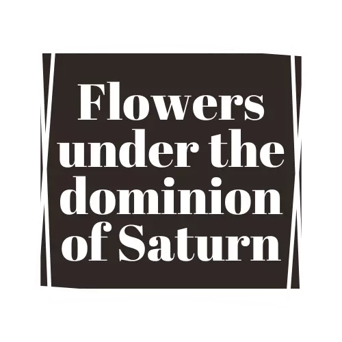 flowers under the dominion of saturn