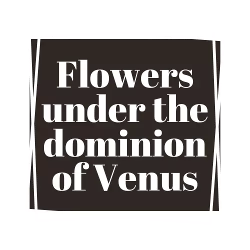 flowers under the dominion of venus