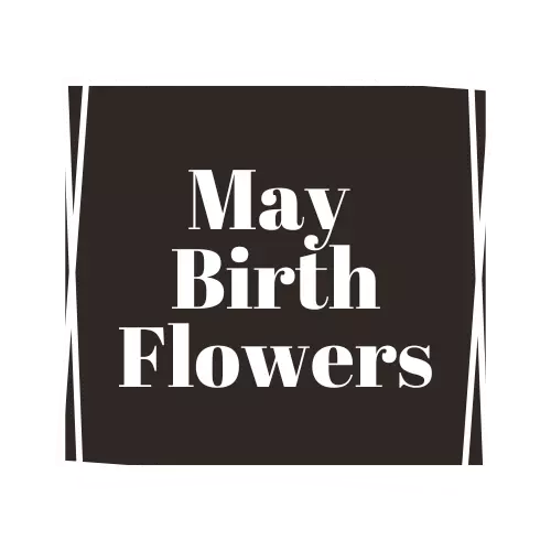 may birth flower