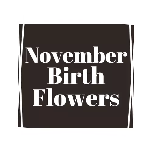 november birth flower