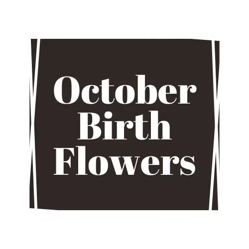 october birth flower