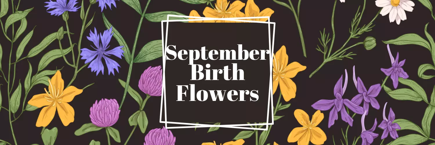 september birth flower