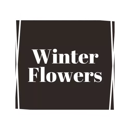 winter flowers