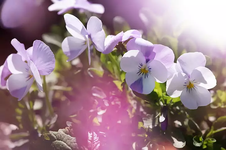 white Violet flowers