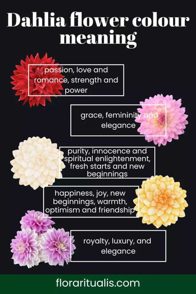Dahlia flower colour meaning