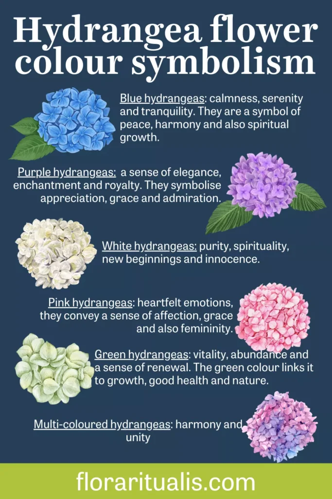 Hydrangea flower colour symbolism