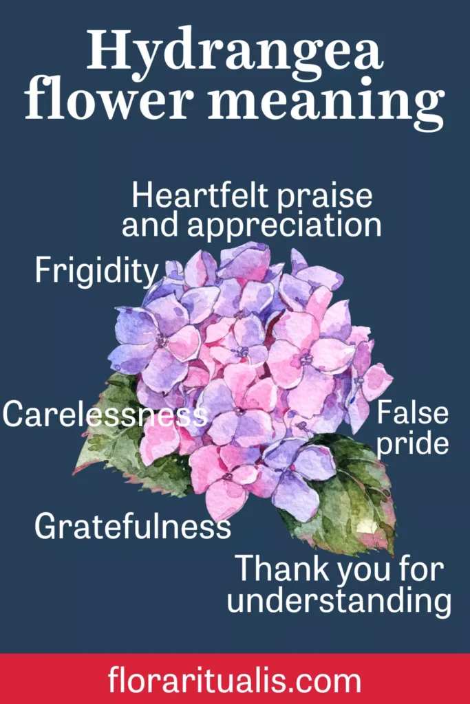 Hydrangea flower meaning