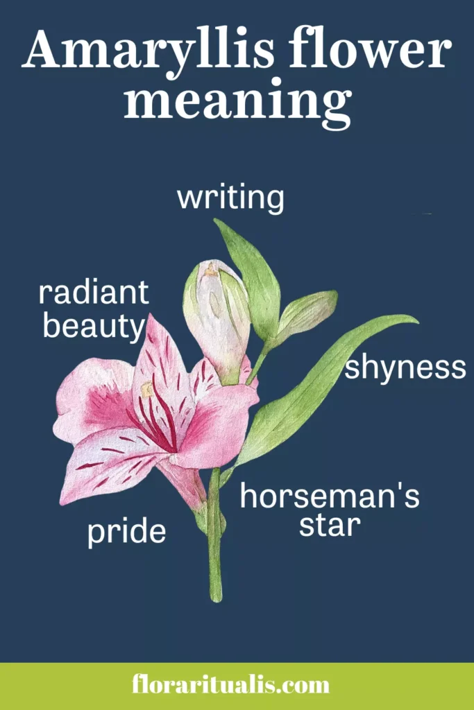 Amaryllis flower meaning chart