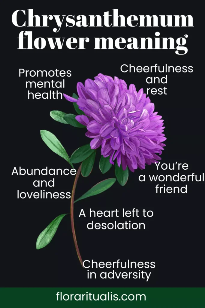 Chrysanthemum flower meaning chart