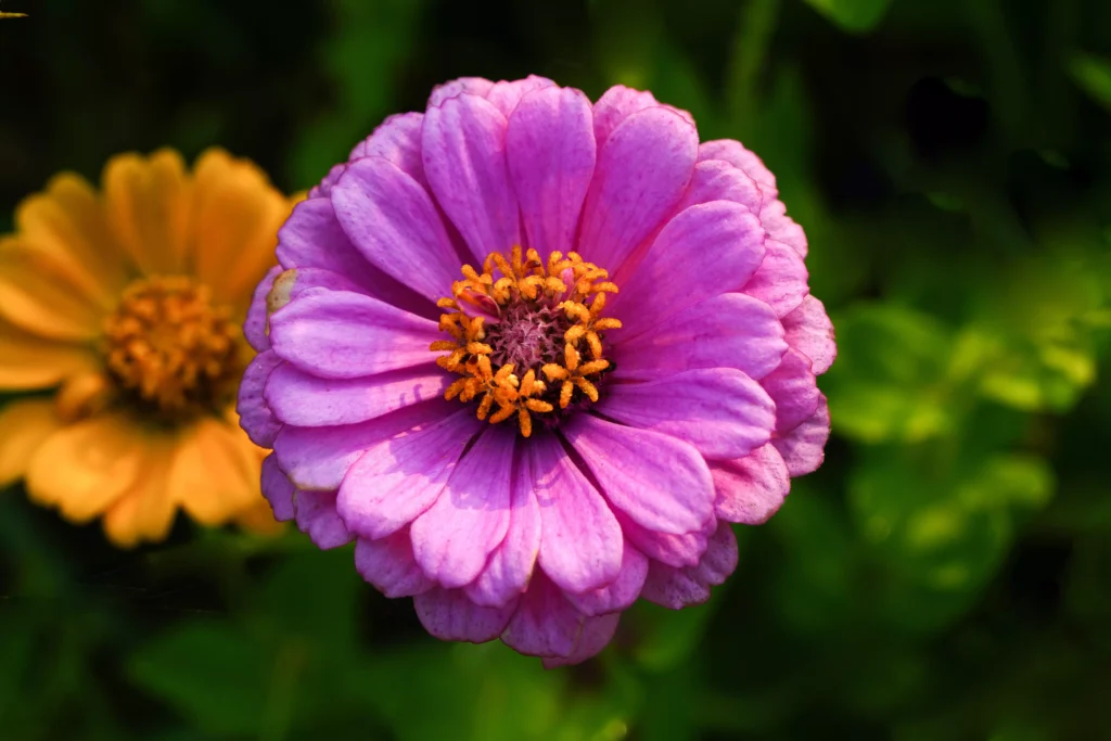 Purple zinnia flower