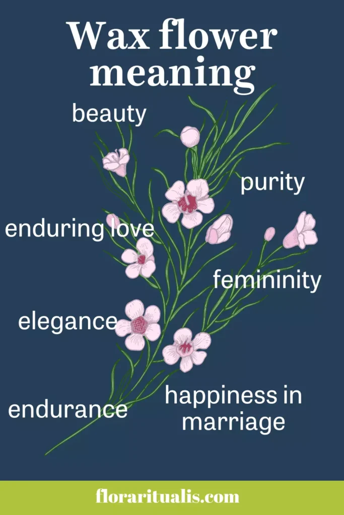 Wax flower meaning