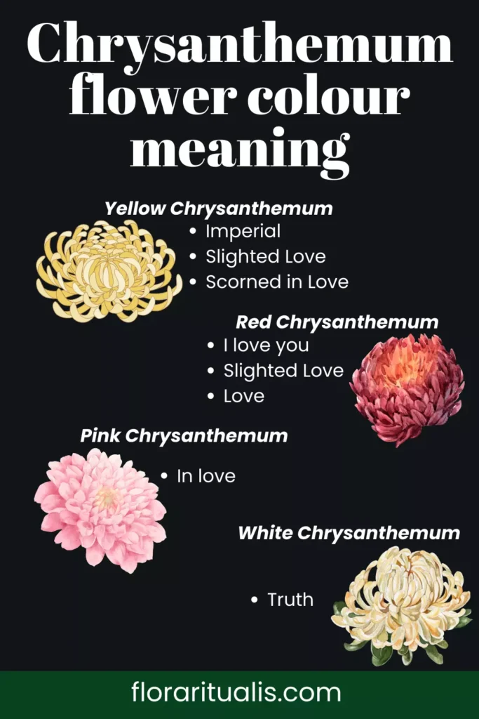 chrysanthemum flower colour meaning chart