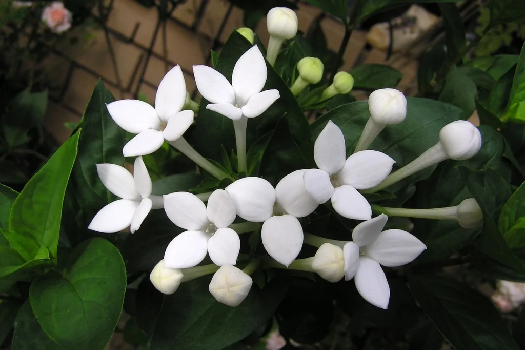 White bouvardia flowers